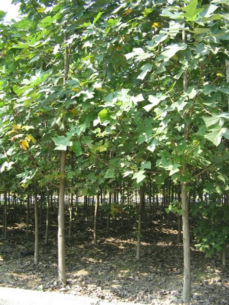 供應(yīng)江蘇無(wú)錫馬褂木樹苗供應(yīng)商，鵝掌楸苗木綠化好苗