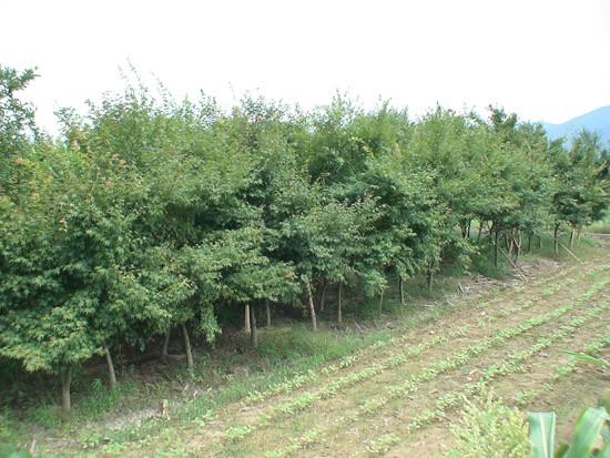 供應(yīng)杭州蕭山雞爪槭樹苗報價，雞爪槭苗木供應(yīng)商