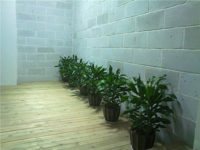 綠植花卉圖片/綠植花卉樣板圖 (4)
