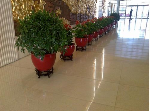 綠植花卉圖片/綠植花卉樣板圖 (2)