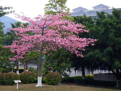 供應(yīng)大腹木棉價(jià)格