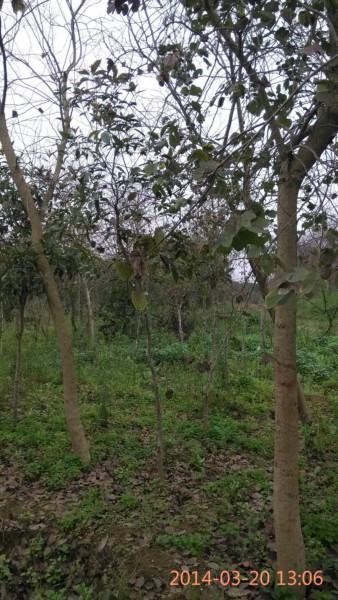 供應(yīng)廣西黃槐