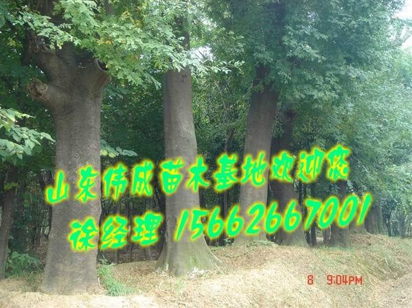 國(guó)槐基地圖片/國(guó)槐基地樣板圖 (3)