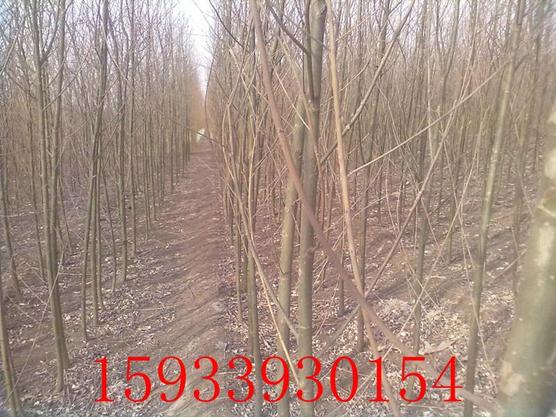 供應速生柳基地