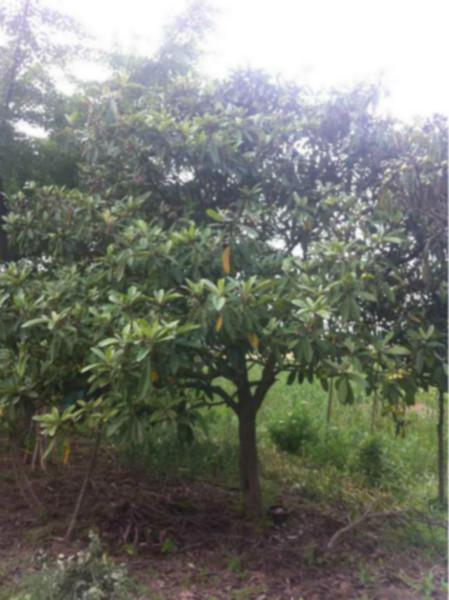 供應江蘇柿子樹種植基地價格，柿子樹的報價，哪里柿子樹品種好*