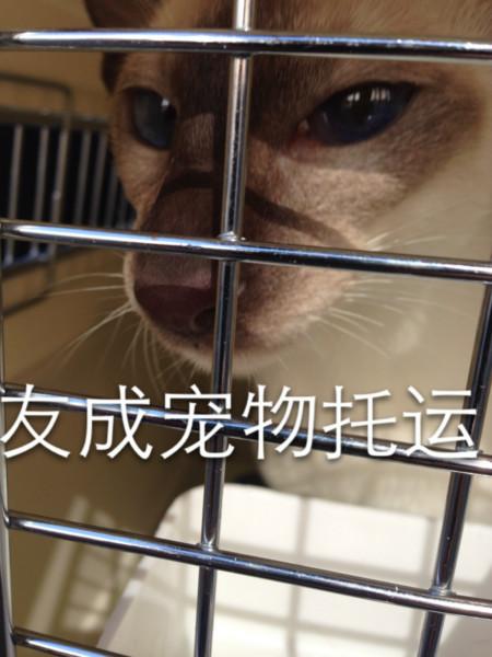 供应东莞狗狗猫猫托运航空火车托运价格