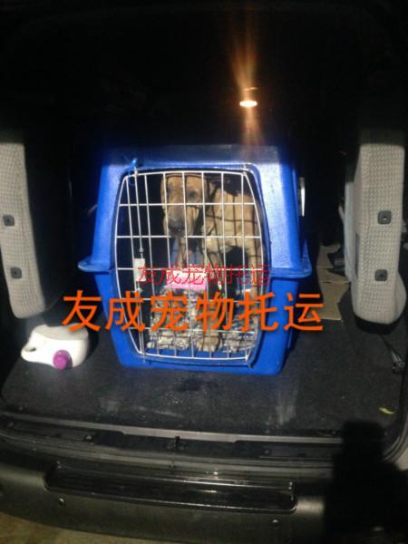 辦理寵物狗狗貓咪回國(guó)的服務(wù)商圖片