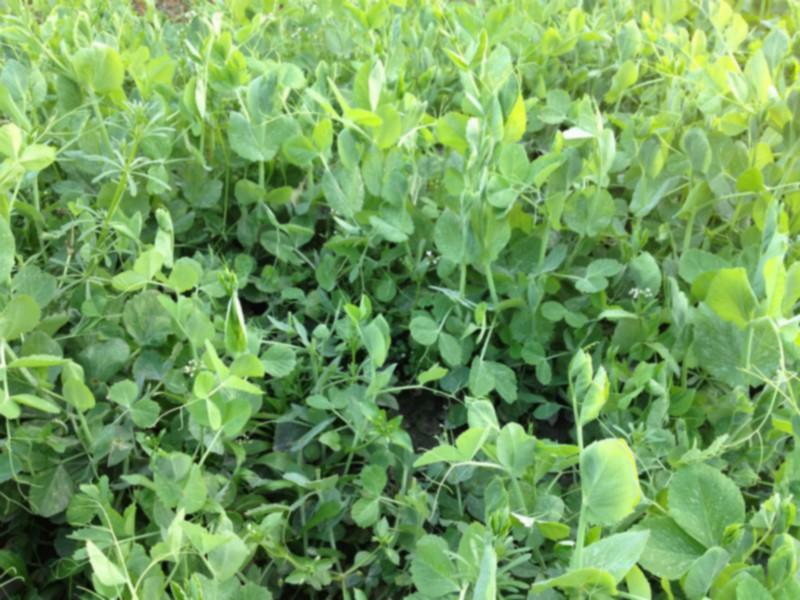 供應(yīng)豌豆尖種子用于豌豆尖生產(chǎn)的有*紅豌豆 黑眉毛以及無須豌豆