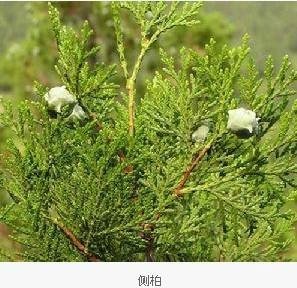 供應(yīng)柏樹幼苗和大苗