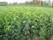 供應(yīng)黃金梨苗 黃金梨苗價(jià)格