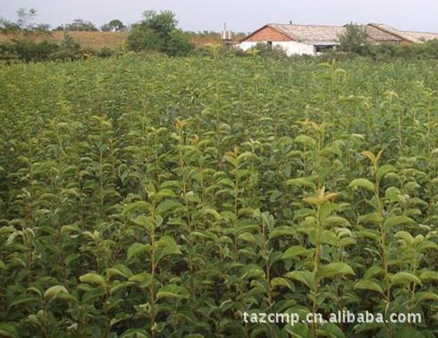 供應(yīng)黃金梨苗 黃金梨苗價(jià)格