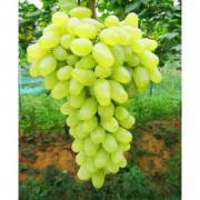 供應(yīng)貴妃玫瑰葡萄苗