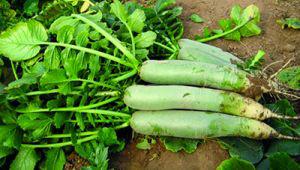 供應(yīng)濰坊青蘿卜種