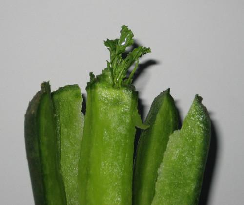 供應(yīng)濰坊青蘿卜種