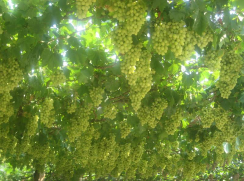 供應(yīng)黃提葡萄苗