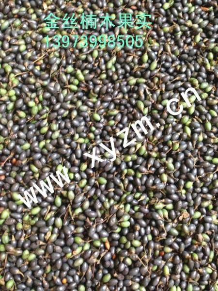 供應(yīng)金絲楠種子今年價格多少