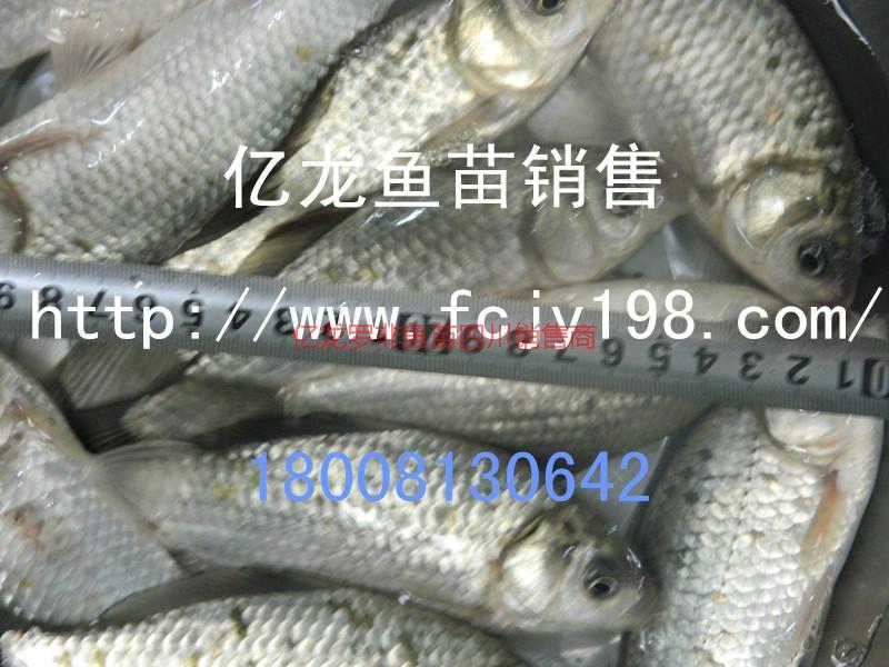 市場(chǎng)追捧豐產(chǎn)鯽魚魚苗價(jià)格圖片