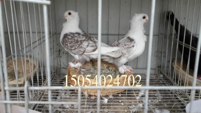 供應(yīng)上海觀賞鴿出售毛領(lǐng)鴿鳳尾鴿等品種