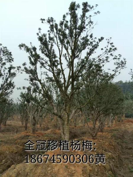 供應(yīng)成都楊梅樹，成都楊梅樹供應(yīng)商，成都楊梅樹批發(fā)