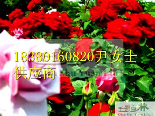 供應薔薇-薔薇產(chǎn)地-薔薇價格-四川薔薇苗圃基地