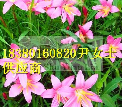 供應(yīng)蔥蘭-蔥蘭價格-蔥蘭產(chǎn)地-蔥蘭苗木基地-蔥蘭產(chǎn)地