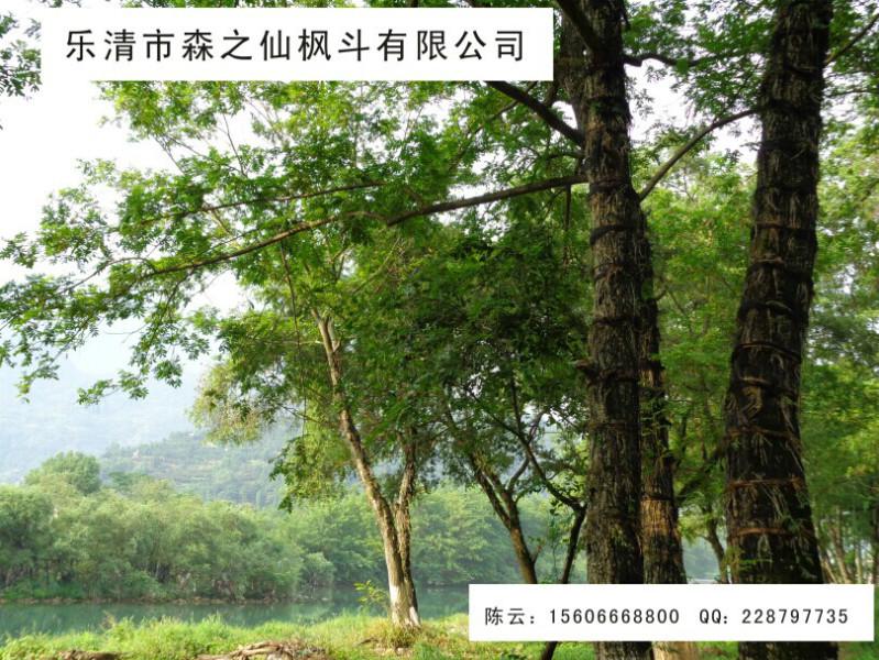 鐵皮石斛是養(yǎng)生最好的選擇圖片