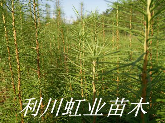 供應(yīng)落葉松苗/日本落葉松樹(shù)苗/30cm以上落葉松樹(shù)苗