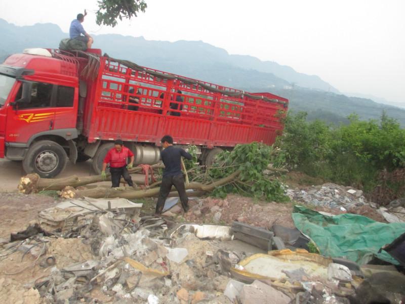 供應(yīng)重慶花卉苗木批發(fā)基地出售刺桐