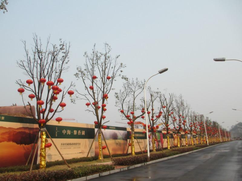 供應(yīng)重慶苗木基地出售蔥蘭