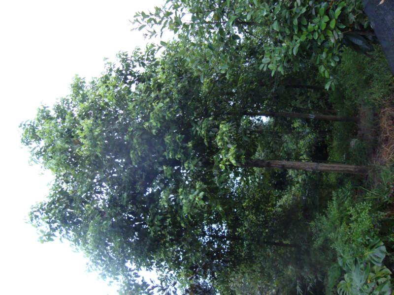 重慶小葉榕基地圖片