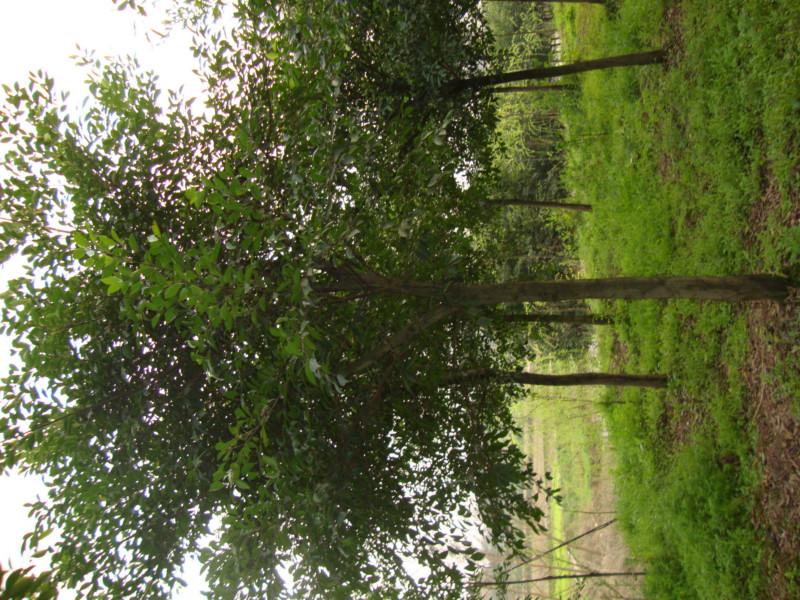 供应重庆小叶榕种植基地图片