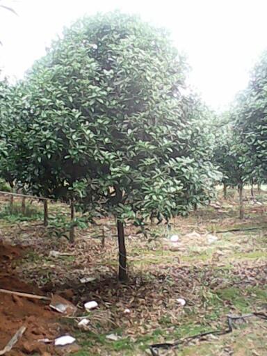 供應(yīng)重慶苗木批發(fā)基地出售桂花