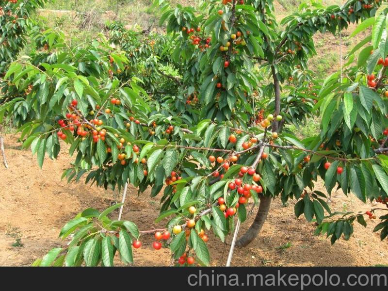 供應(yīng)櫻桃樹(shù)苗供貨商