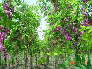 供应河北香花槐，河北香花槐价格，河北香花槐批发电话