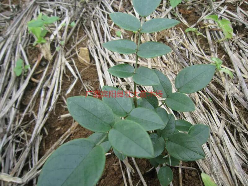 供應(yīng)山豆根種子