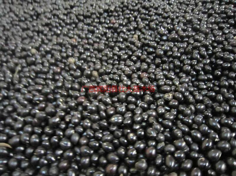 供應(yīng)山豆根種子