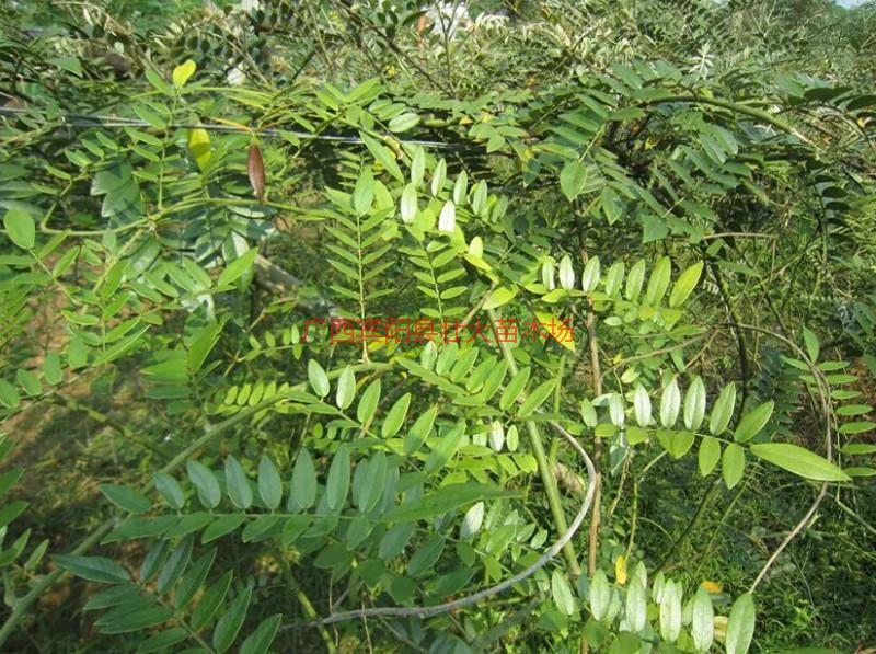 供應(yīng)山豆根賺不賺錢_山豆根_山豆根種植前景光明嗎_山豆根種植