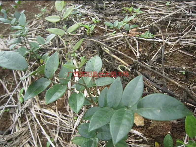 賓陽的山豆根苗圖片