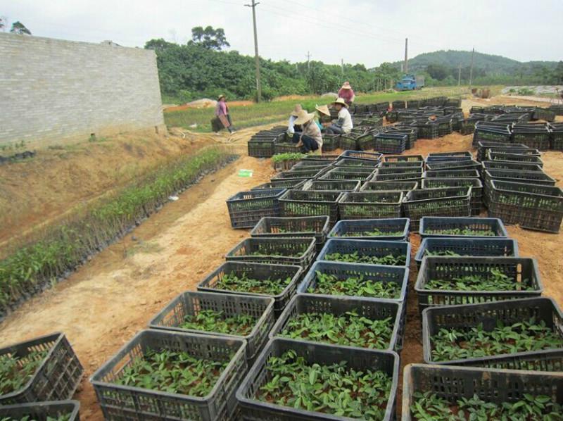 優(yōu)質(zhì)賓陽牛大力種子圖片