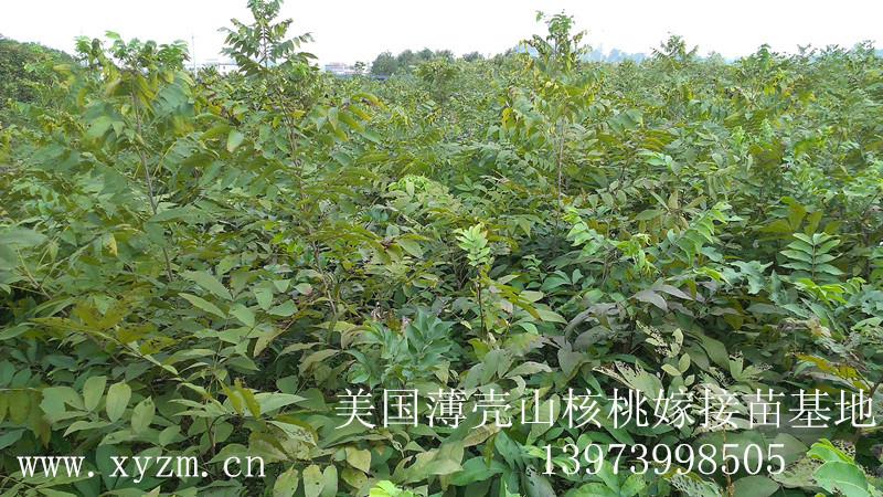供應(yīng)美國薄殼核桃嫁接苗 美國薄殼核桃嫁接苗、美國山核桃