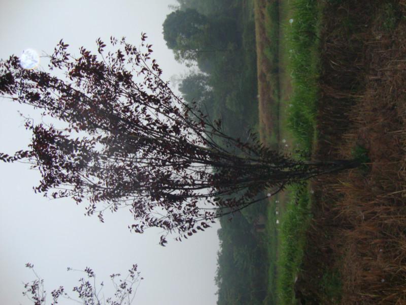 供應(yīng)重慶苗木基地出售紫薇