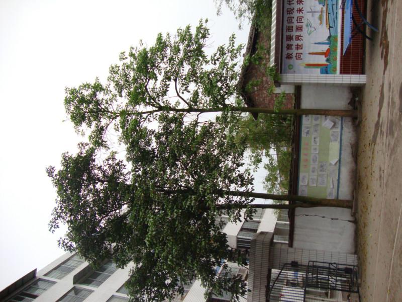 供應(yīng)重慶苗木基地出售重慶小葉榕