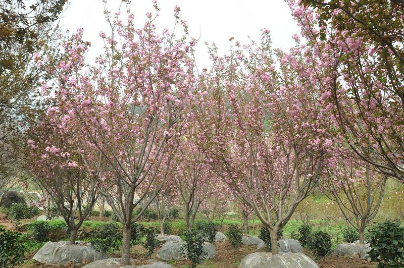 供應(yīng)重慶花卉苗木批發(fā)基地