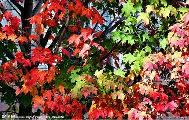 廣西秋楓樹苗哪里有批發(fā)圖片