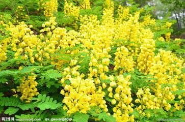 供應黃槐苗，黃槐苗批發(fā)，黃槐苗批發(fā)價