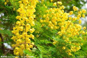 供應黃槐苗，黃槐苗批發(fā)，黃槐苗批發(fā)價