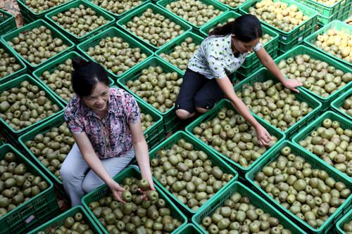 供應(yīng)河南紅心獼猴桃苗木，河南獼猴桃苗價格信息，河南獼猴桃苗批發(fā)直銷