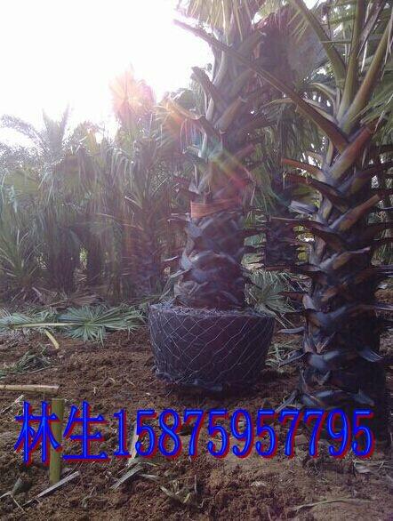 供應(yīng)廣州扇葉糖棕