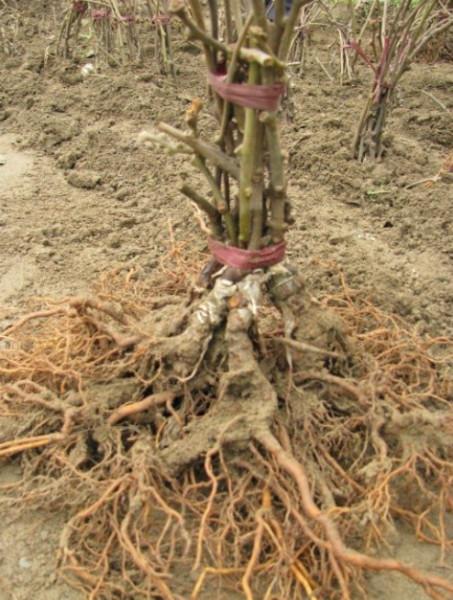 供應(yīng)河南紅心獼猴桃苗木，河南獼猴桃苗價格信息，河南獼猴桃苗批發(fā)直銷