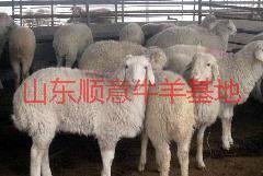 供應(yīng)用于種羊的小尾寒羊科學(xué)養(yǎng)殖技術(shù)